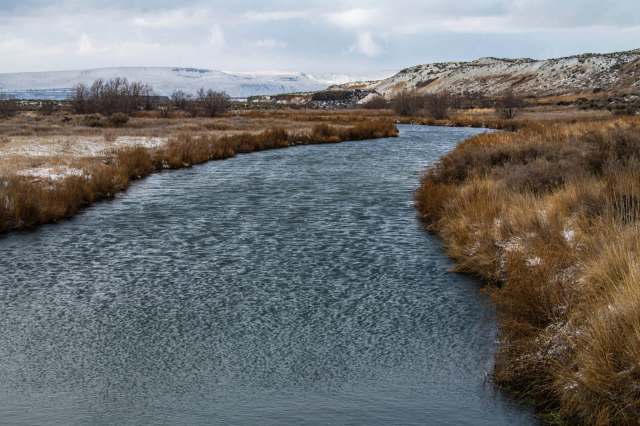 Despite the recent success, the northern leopard frog still has a ways to go in Washington.