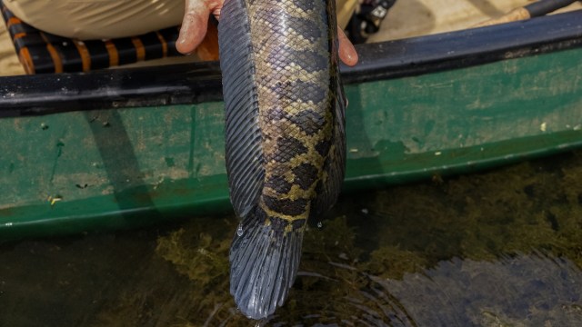 "One of the characteristics of this species is it provides a lot of parental care to its young."