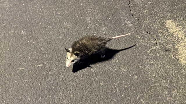 "We typically don't condone stopping on a freeway or bridge to rescue an animal."