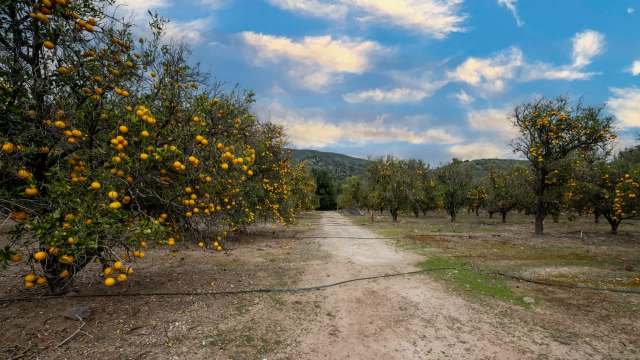 Prices have fluctuated.