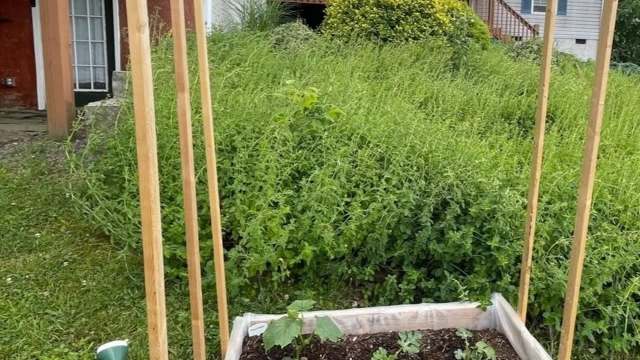 "It self seeds, so you will want to cut it down before it flowers. Consistently."
