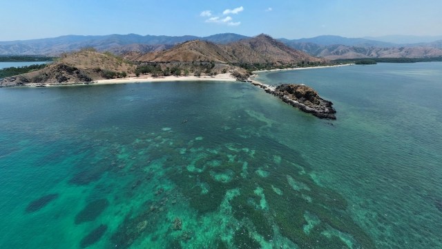 "To our knowledge, this species has never been observed in the wild."