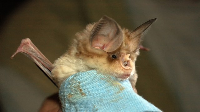 "It’s not a traditional livelihood anywhere."