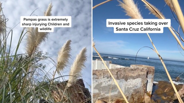 "Don't plant pampas grass. Rip out invasive and plant native."