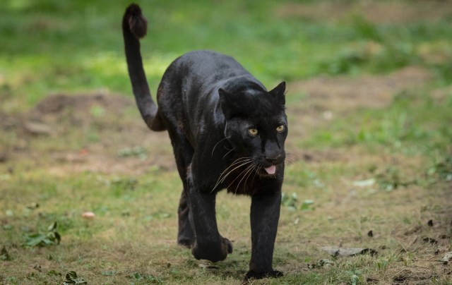 "The victim was then taken to Hospital Tuanku Ja'afar to be treated."