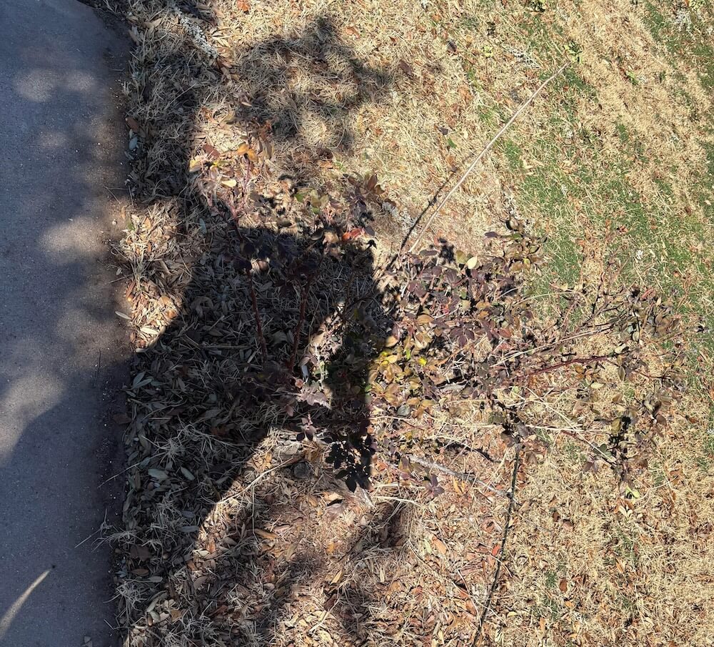 The gardener described their shock after removing the debris.