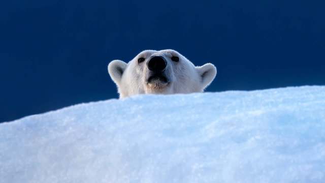 Polar bears interacted with humans during the Neoglacial period, about 4,700 to 2,500 years ago.