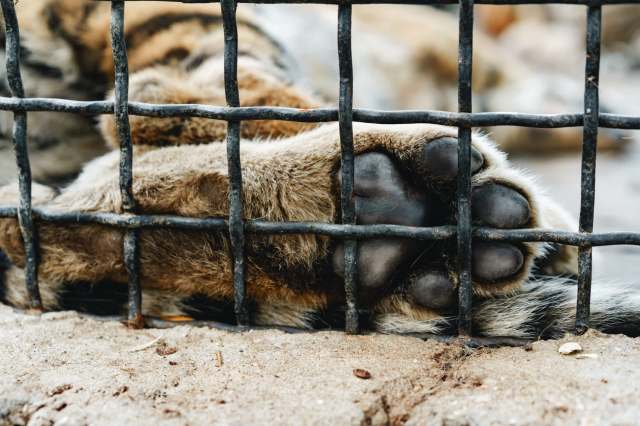 "This tiger was dying slowly in agony and silence."