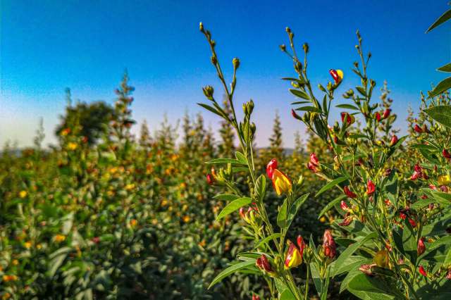 "Many farmers are opting out."