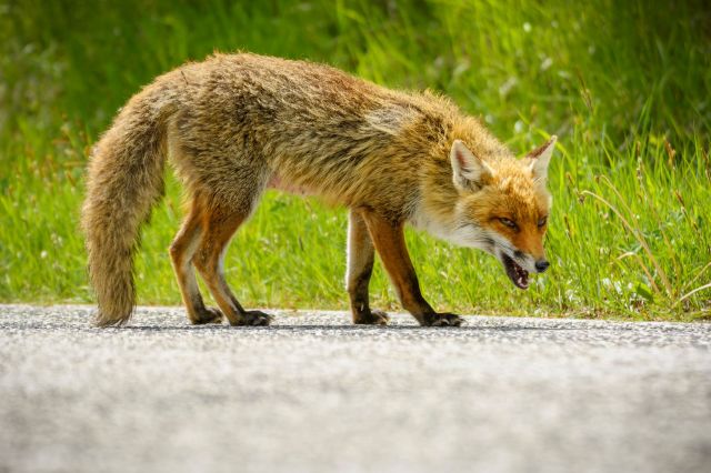 The fox tested positive for rabies, confirming officials' concerns.