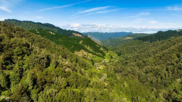 The 1.8 million hectares of radiata pine are expected to help the country reach its net-zero emissions goal.