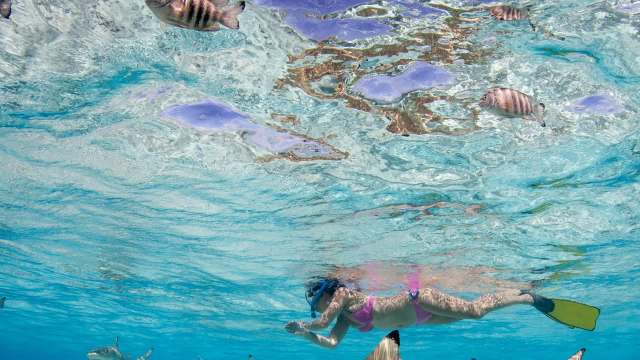 "An unpredictable, low-quality diet at feeding sites may be making it harder for female sharks."