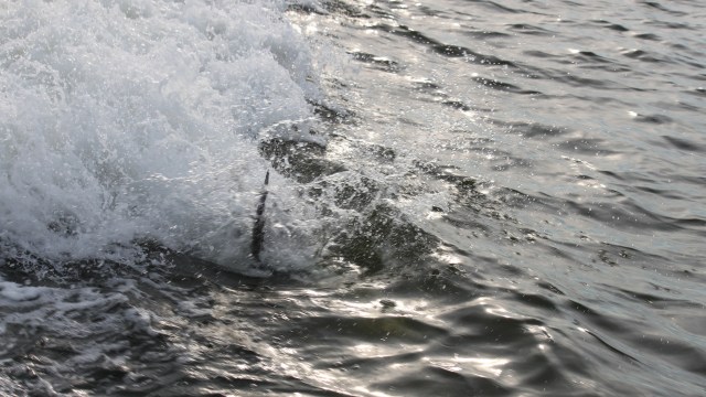 "Every specimen of this endangered species is vital to its genetic diversity."