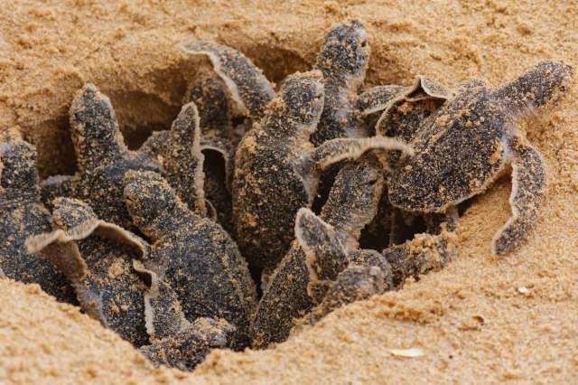 With the very serious risks sea turtles are facing, we cannot ignore the call to act.