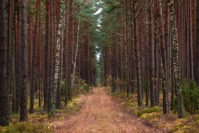 "We will never have enough people to continuously observe what is happening in forests."