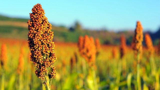 The grain is increasingly recognized as a staple food in many parts of the world.