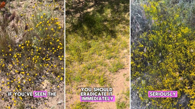 "Nasty stuff, seeing it all over the Valley this year."