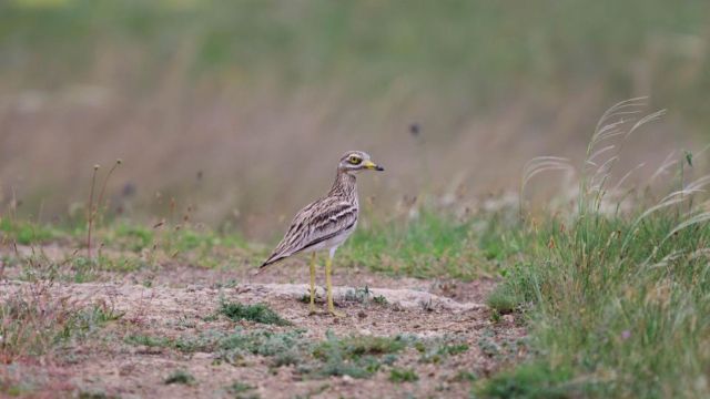 The bird's features include yellow legs, long wings, and a long tail.