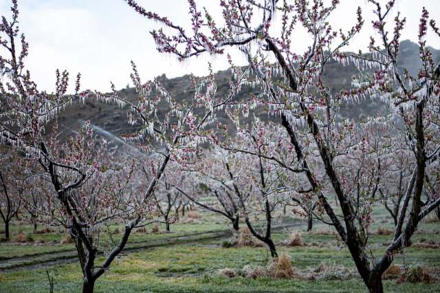 "Even minus 1 degree Celsius can be disastrous in such cases."