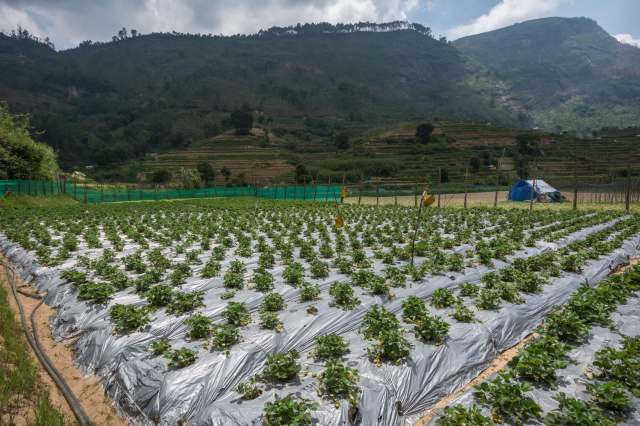 It is also causing flowers to wither before they can develop into fruit.