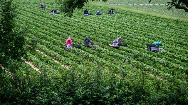 "Spain has reduced plantings by almost 50% over the last few years."