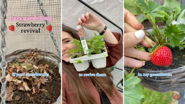 Beyond the delicious results, gardening offers wonderful benefits for your well-being.