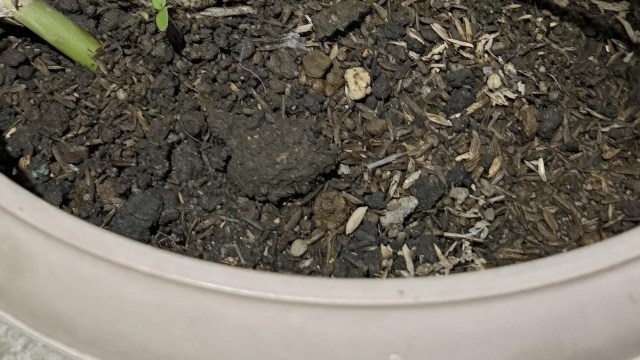 Sometimes, the best garden visitors show up all on their own.