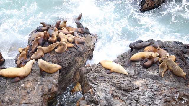 Wildlife officials are currently caring for the sick animals.