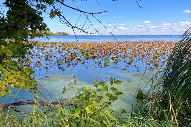 The team used satellite data and machine learning to detect changes in chlorophyll levels.