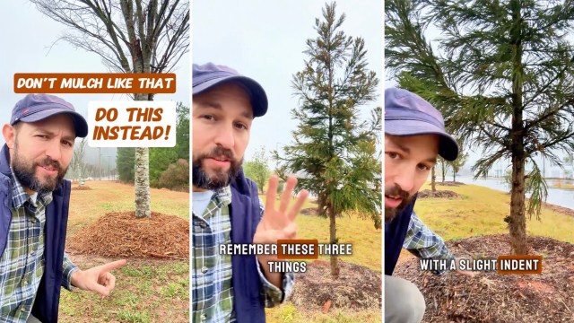 "You really only wanna do two to three inches of mulch."