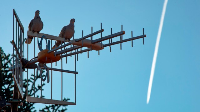 These gentle creatures have long been a cultural symbol of love and devotion in Western culture.