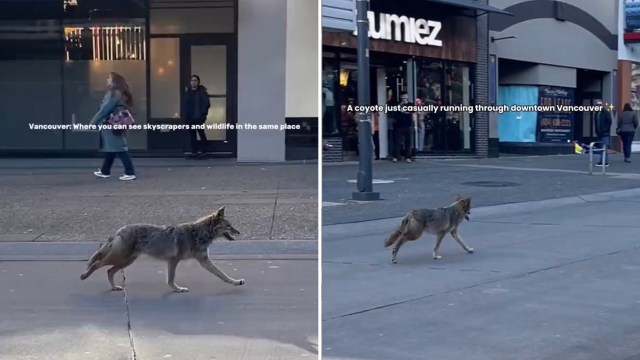 This kind of human-wildlife interaction points to larger shifts.