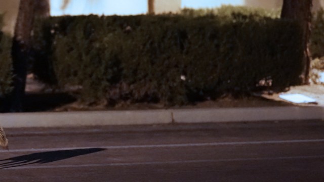 "If you're going to feed them, you're inviting other animals to come and eat there also."