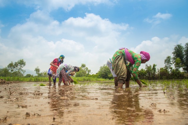 "Even the wheat that we grow now is basically mandusi weed."