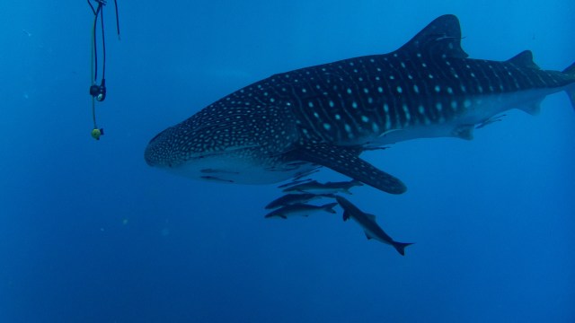 Chances of whale entanglement have risen exponentially.