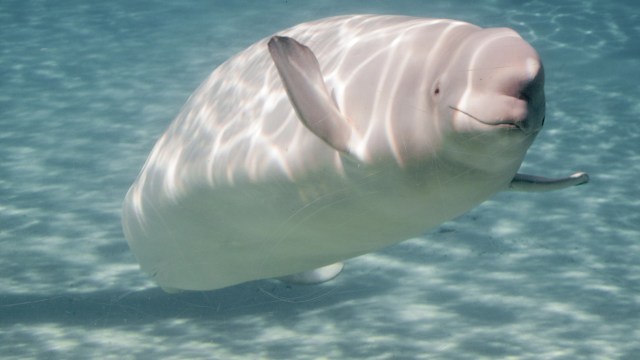 "We often think of plants as the lungs of the planet. Animals are the circulatory system."