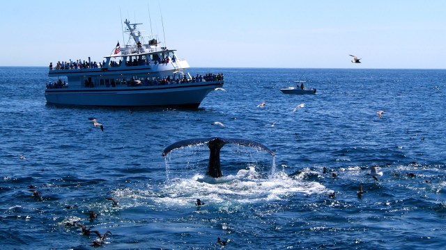 It is estimated that 1 million tons of ghost gear enter the ocean every year.