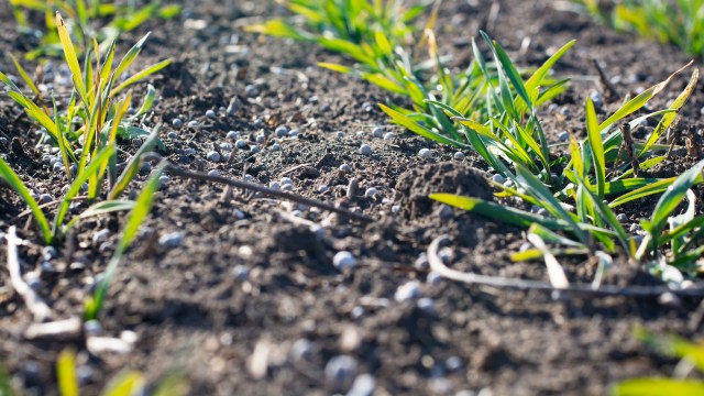 Methods to improve crop yields are needed to help global farmers maintain production.