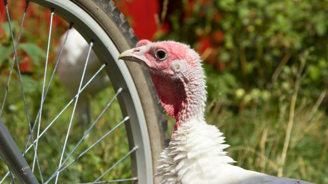 "Anyone else seen this bird?"