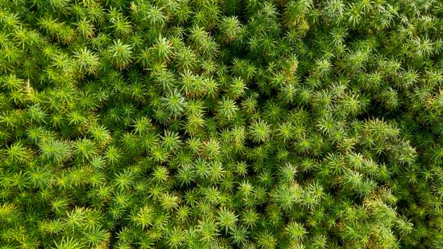 "It’s less about farms being hurt by the fires themselves than by the plumes of smoke that can travel for miles."