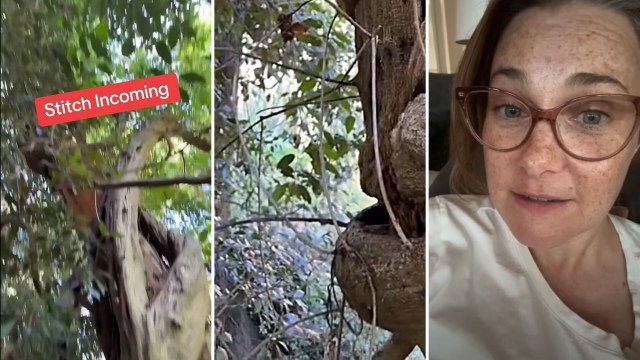 "I have been fighting wisteria for over 10 years."