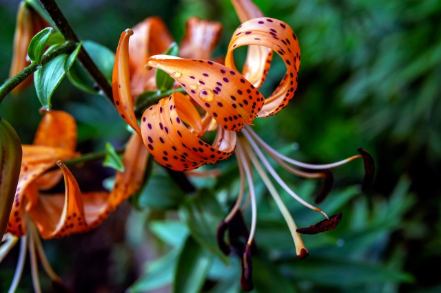 It's enough to make anyone trying to cultivate a natural lawn hesitate about purchasing seeds online.