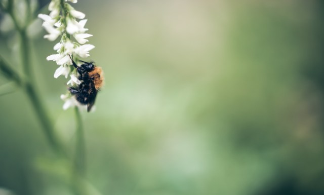 The issue could have implications for our food supply.