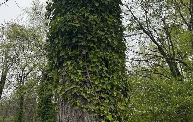 "[It] is such a mix of repulsion and satisfaction."