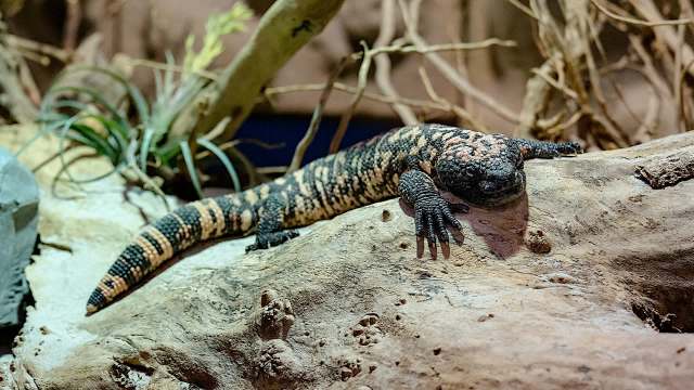 Gila monsters are considered an iconic part of the desert landscape.