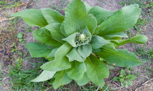 "By removing this one plant, I stopped the production of as many as 240,000 seeds."