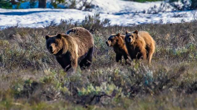 This recurring theme is a tragic reminder that humans and wildlife are getting too close for comfort.