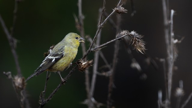 This phenomenon is damaging to other members of the invaded ecosystem.