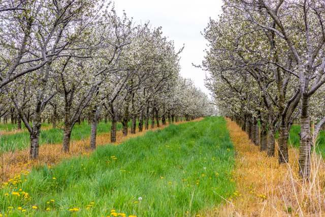 "It might allow a bit more inflection for whenever it's harvested."