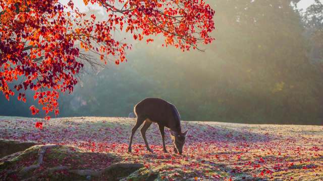 This troubling trend highlights how tourism can sometimes harm the natural environments and cultural treasures we visit.